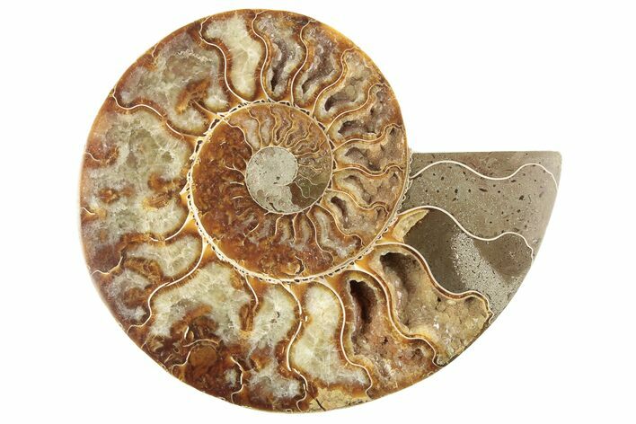 Cut & Polished Ammonite Fossil (Half) - Madagascar #191556